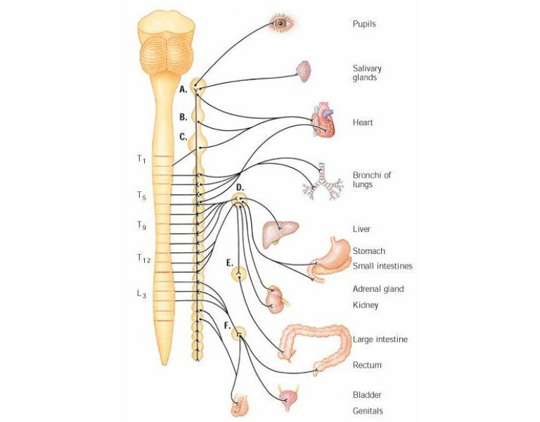 autonomic nervous system là gì