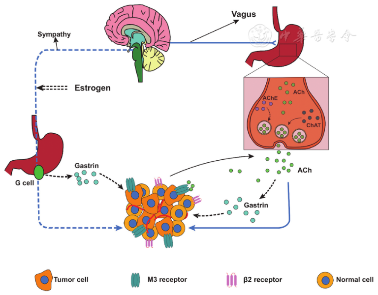 autonomic nervous system là gì