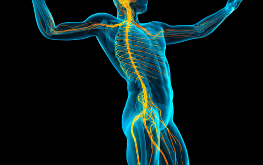 autonomic nervous system là gì