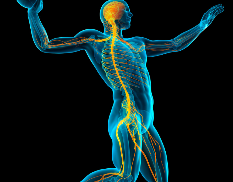 autonomic nervous system là gì