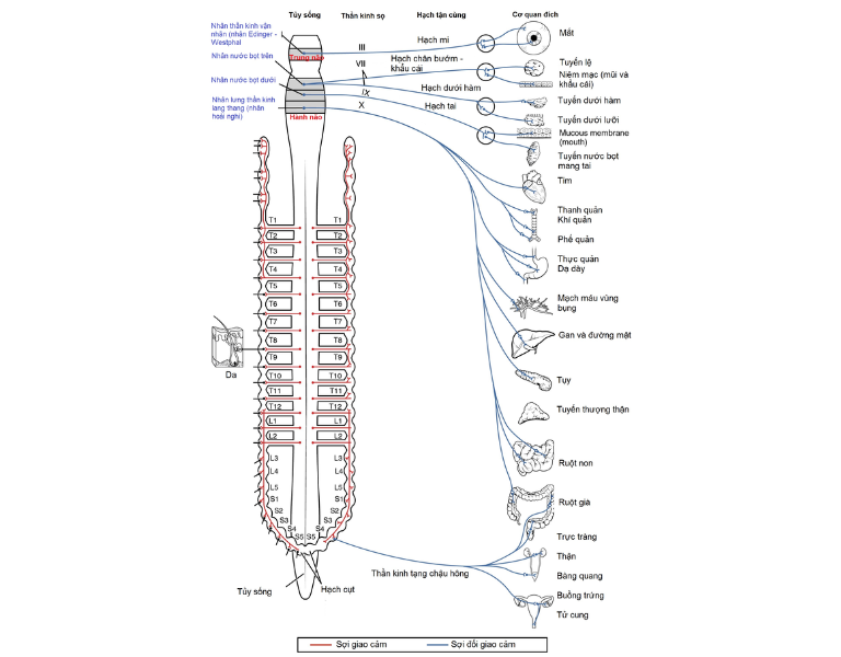 autonomic nervous system là gì
