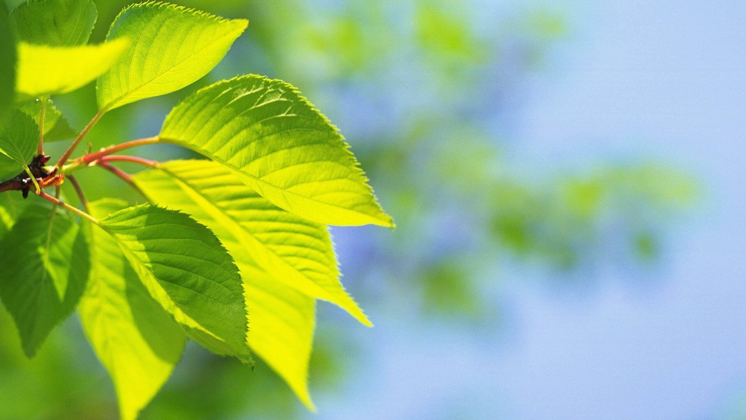quang hợp là gì