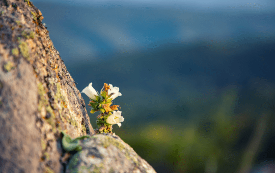 cap trưởng thành