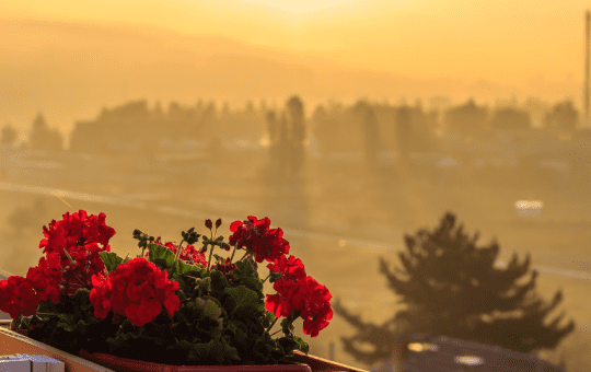 lời chúc ngày mới cho người yêu