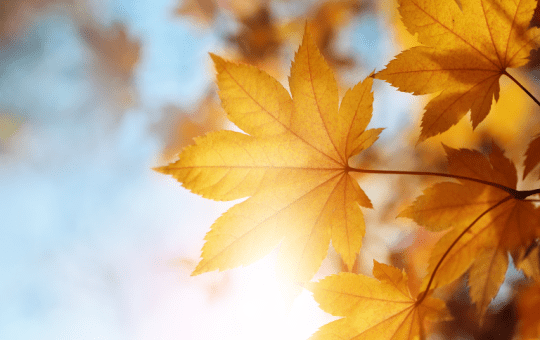 status về mùa thu